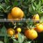 Citrus Paradisi Extract Naringin 98% powder