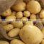 China Fresh Potato in Hot Sale