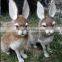 Easter Bunny Taxidermy Gray Grey Jackalope Lying Rabbit Horns