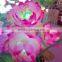 Best quality hot sale Artificial beautiful festive decoration led lotus light