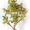 2017 artificial ficus bonsai trees