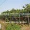 Cassia glauca trees Tropical and subtropical Trees