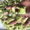 Sinocharm Frozen vegetable BRC A Approved IQF Romanesco  Frozen Chinese Artichoke Romanesco