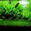 Algaecide For Aquarium GreatAp126 China Factory