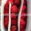 New fresh preserved fresh red rose flowers
