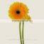 Diversified in packaging newest hot selling gerbera flower arrangements fresh cut flower gerbera with 20stems/bundle from Yunnan