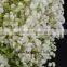 Wholesale Flower Decoration Hobby Lobby Wholesale Flowers Fresh Cut Gypsophila