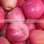 Red delicious Qinguan apple import from China Gansu Tianshui