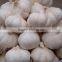 Hot sale fresh Normal White Garlic with best price