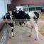Healthy cows and Pregnant Holstein Heifers