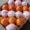 2015 navel orange supplier in china with best price