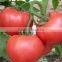 Fresh Vegetables Fresh Tomato