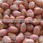 Chinese HACCP Certification long type blanched red skin peanut kernels