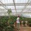 Commerical Multi-Span Greenhouse for agriculture with UV