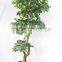 Office decorative green plants
