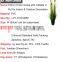 150cm Artificial Onion Grass with Cattails in Pot Fake Grass for Decoration