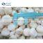 Sinocharm New Season Fresh IQF Peeled Water Chestnut Frozen Whole Water Chestnut