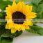 Popular hot-sale various fresh sunflower flowers