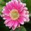 Fresh Nice Gerbera Cut Flower With Colorful Flowers