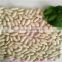 Chinese white kidney beans for can