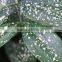 Hot sell Dracaena godseffiana and other fresh cut foliage fillers with most competitive price