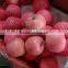 Yantai Blush Red Fuji Apple