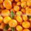 fresh orange for sale in china