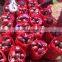 Fresh red onion