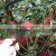 Drip irrigation AOD0170 sprinkler