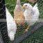 PVC coated Wire Material hexagonal chicken wire mesh