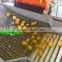 Vegetable Cleaning Machine/Fruit cleaning and Waxing Machine