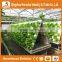 Agricultural Greenhouses For Soilless Hydroponics / Nft Systems For Tropical And Desert Areas