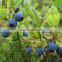 High Quality Bilberry Extract 25% Anthocyanins 25
