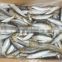 Frozen Sardines (Sardinella Longiceps) for bait and canning 250pcs