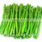 Chinese 2016 New Crop IQF Frozen Green Asparagus with High Quality for sale