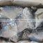 Frozen Moon Fish Mene Maculata