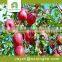 red star apple fresh fruit suppliers from china