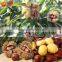Organic Roasted Chestnuts Wholesale Healthy Snacks