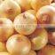 YELLOW ONION 2014