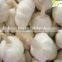 PURE WHITE FRESH GARLIC 6.0CM