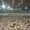 Steel Structure Design Poultry Farming Shed Machinery Equipment Feeder/Drinker/Fan/Cooling Pad/Controller for Chicken House Coop