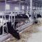 Cattle Head Lock for Dairy Farm