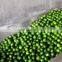 Widely used hawthorn dates longan fruits grading machine