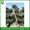 Bougainvillea spectabilis big bonsai (1)