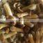high quality good taste canned  Stropharia mushroom