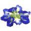factory and wholesale natural herbal butterfly pea flowers powder