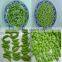 Supply Chinese Frozen IQF Soybean Kernel, Frozen Edamame