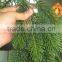 Decoration Artifical PE Christmas Wreath (PE Cane)
