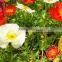 Corn Poppy,Papaver, Flower Seeds , Herb Seed,vegetalbe Seed,fruit Seed,grass Seed