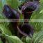 Various new coming flower calla lily with 2 flowers for decoration